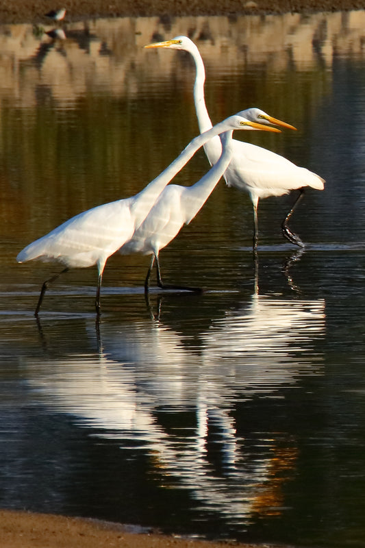 CRISS CROSS... Egrets wading by LARRY HAMPTON