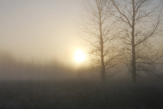 Fields of Fog by LARRY HAMPTON