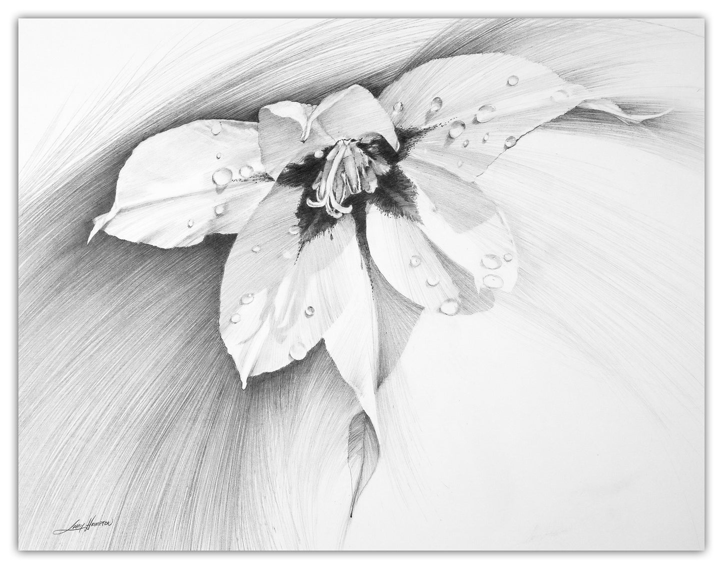 Gladiolus by LARRY HAMPTON