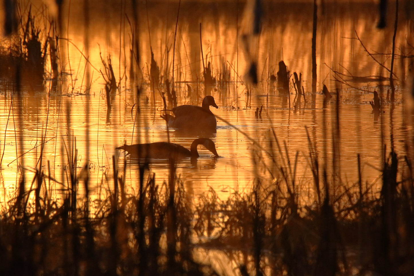 Golden Pond 3075 by LARRY HAMPTON
