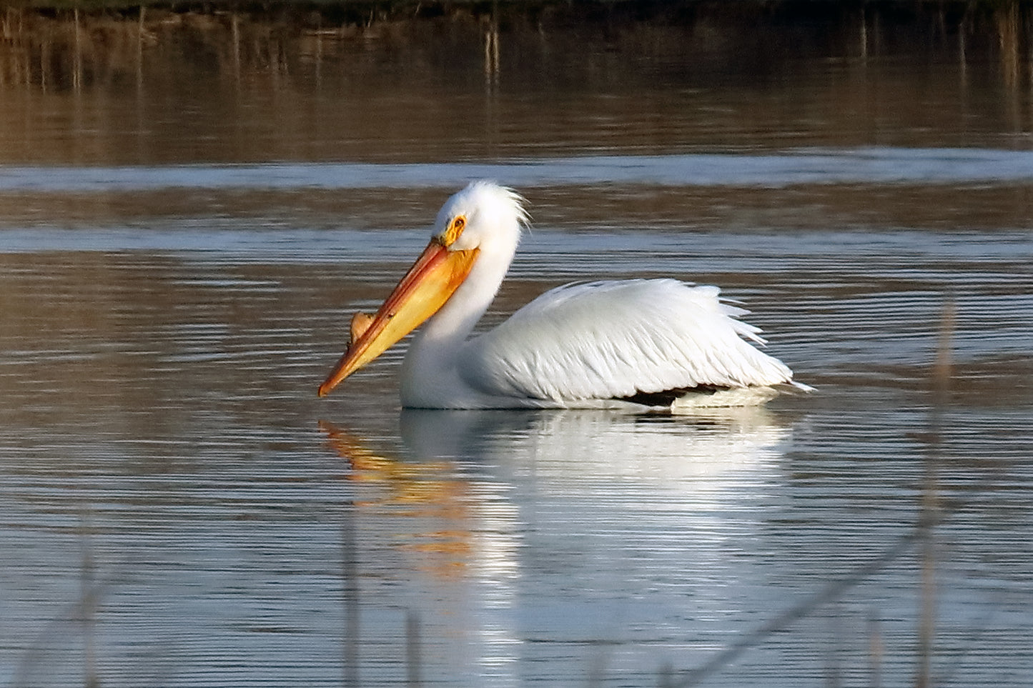 Great White Pelican 4928 by LARRY HAMPTON