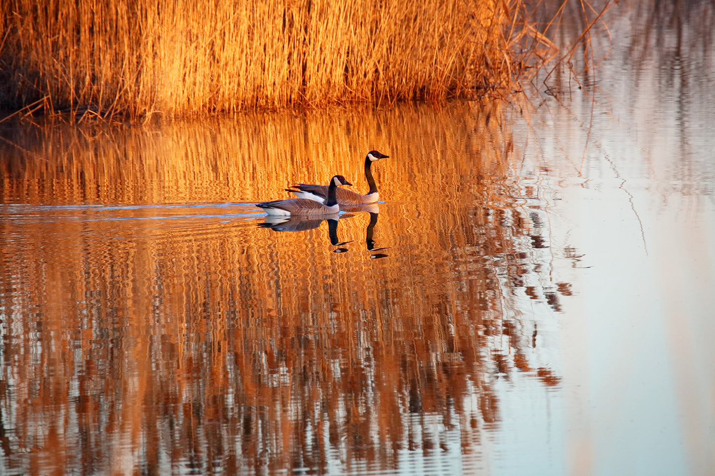 ON GOLDEN POND by LARRY HAMPTON