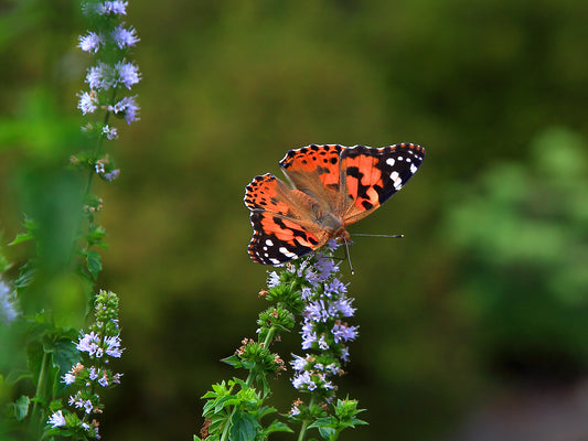 Painted Lady 2555 by LARRY HAMPTON