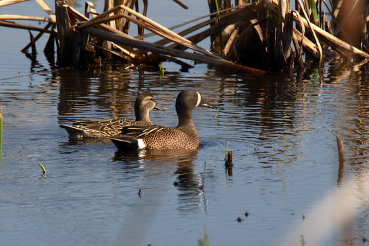 Perfect Pair of Blue-winged Teals by LARRY HAMPTON