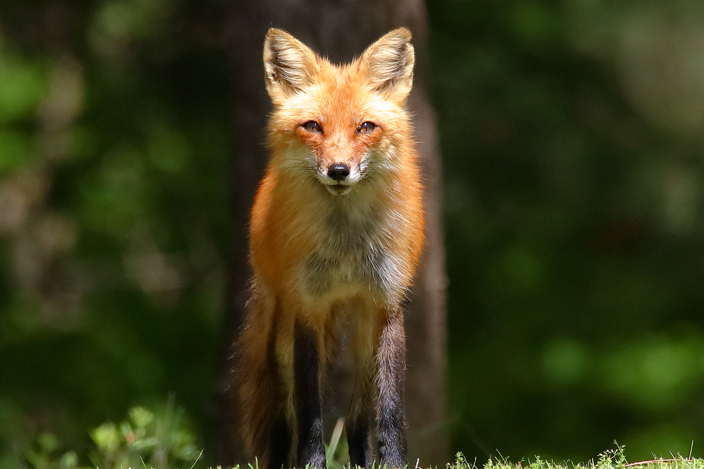Red Fox 6392 by LARRY HAMPTON