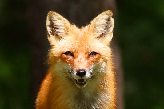 Red Fox 6395 by LARRY HAMPTON