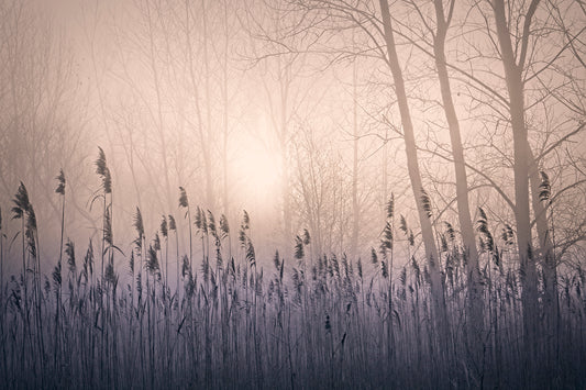 Purple Haze by LARRY HAMPTON
