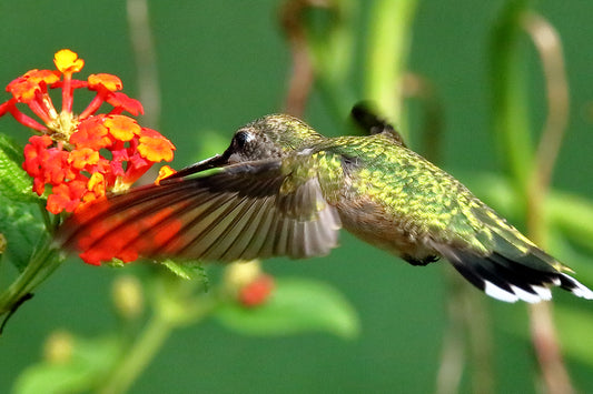 Ruby-Throated Hummingbird 0304 by LARRY HAMPTON